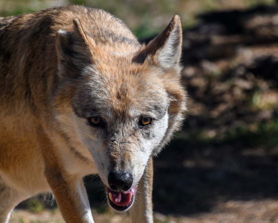 Approach suspicious wild animal