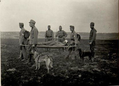 Sanitäts Patrouille mit Sanitätshunden. Aufgenommen am 12. V. 1916. BUCZACZ. (BildID 15537514)