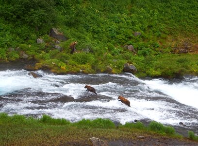 Family brood river