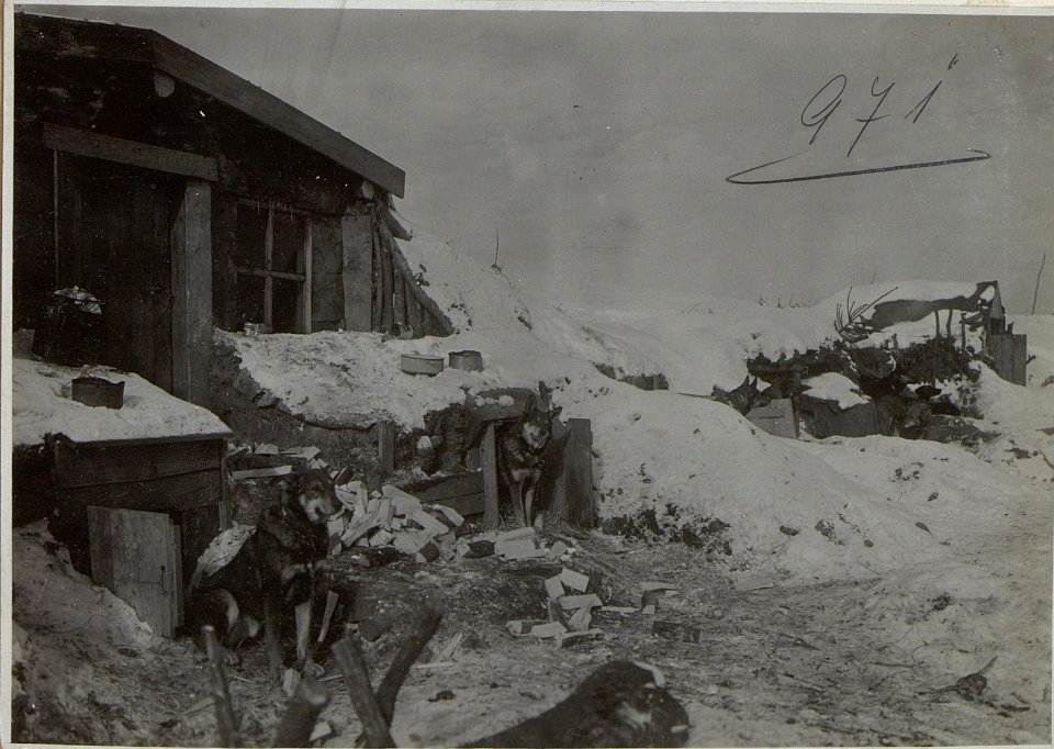 Sanitätshunde der k.pr.San.Kp.515 in Podwysokie. (BildID 15727733)