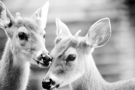 Black and white deer animal