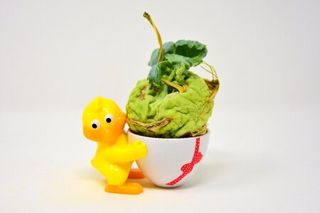 Vegetables withered chicks