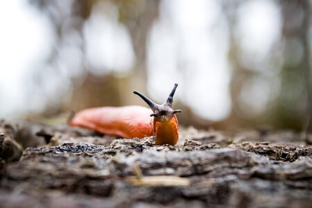 Nature forest animal