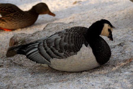 Wild goose nature animal
