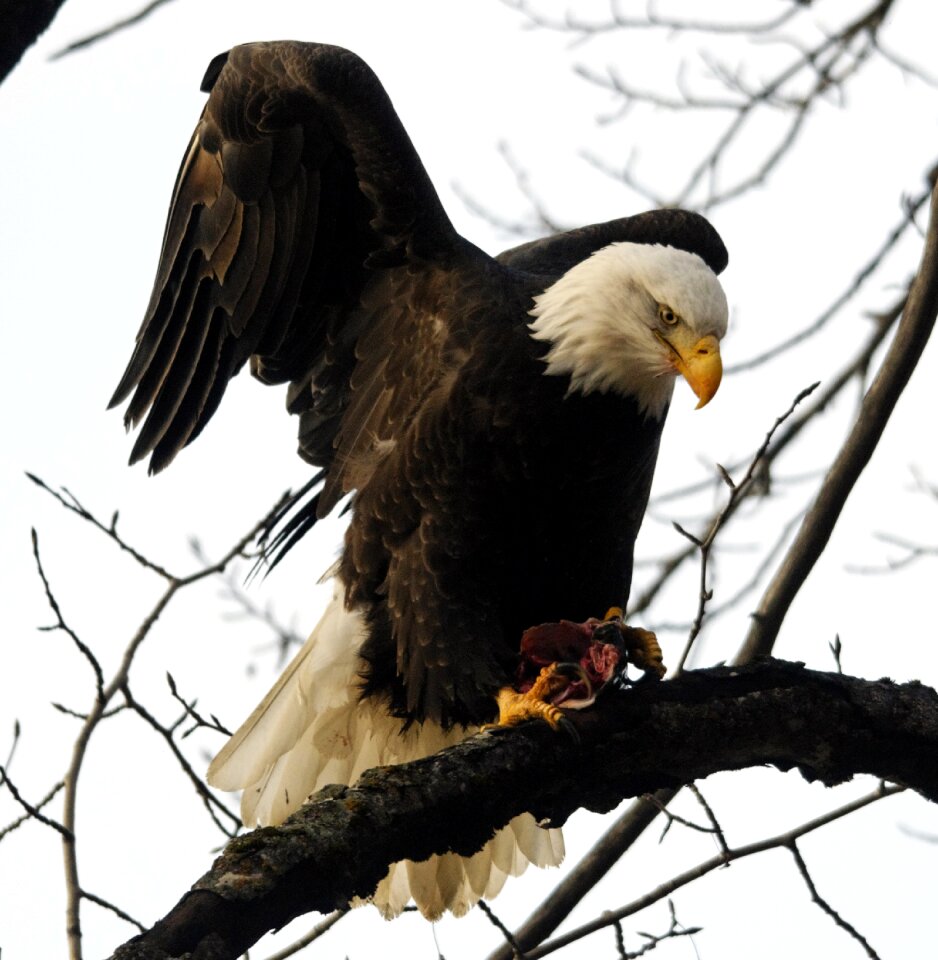 Wildlife bald eagle animal