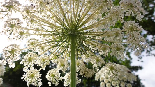 Umbel summer pointed flower