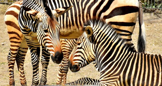 Africa animal crosswalk