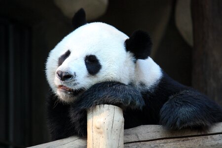 Zoo panda cute