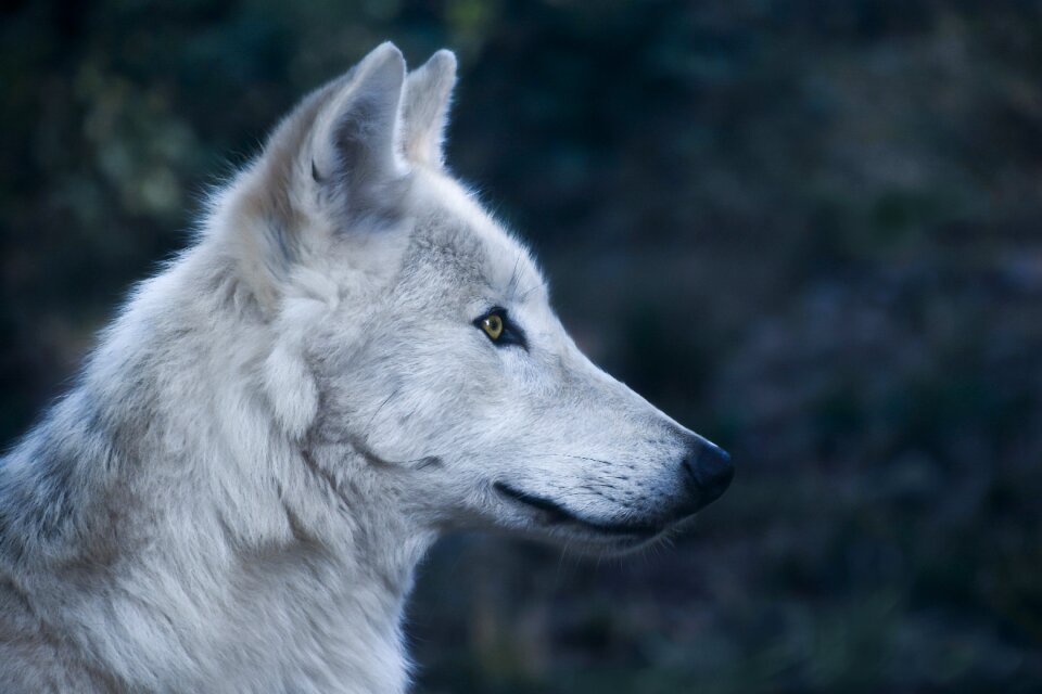 Profile predator wild animal