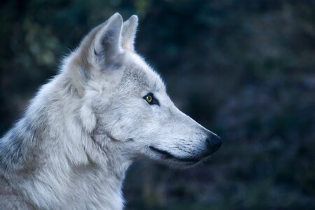 Profile predator wild animal