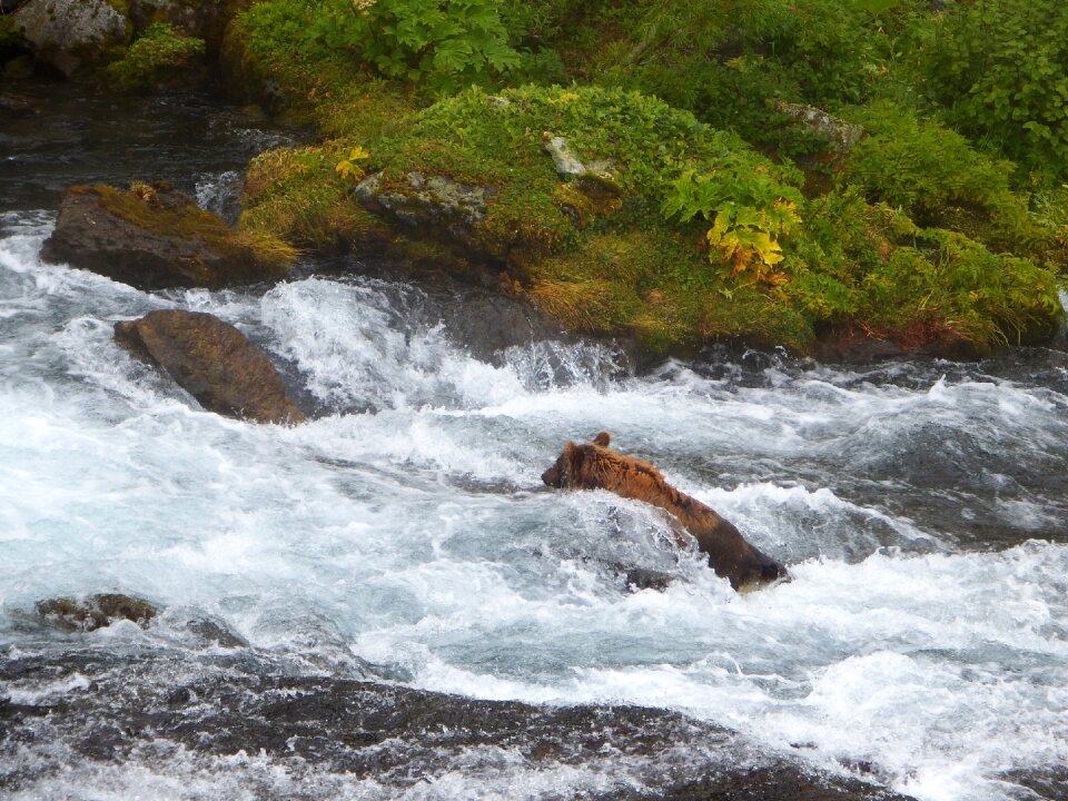 Family brood river