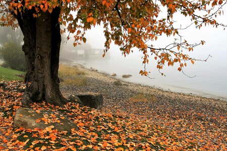 Nature leaf season