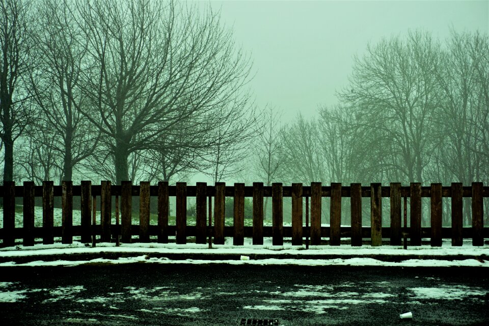 Tree winter nature