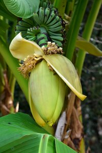 Nature banana tropical