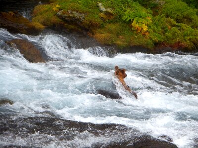 Family brood river
