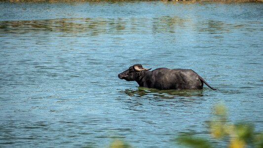Carabao animal swimming photo