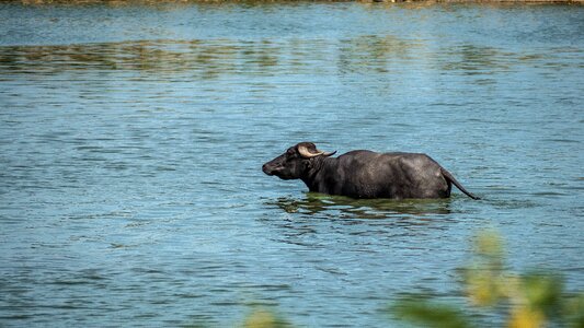Carabao animal swimming