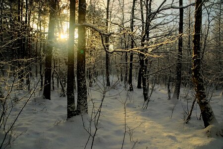 Forest tree landscape photo