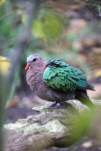 Wildlife animal outdoors