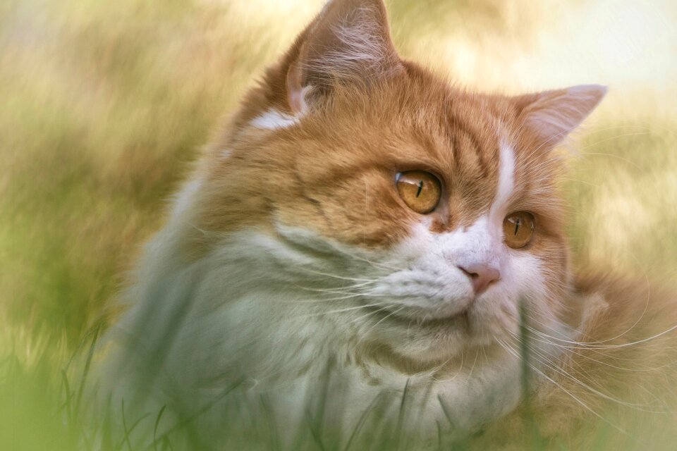 Animal pet portrait