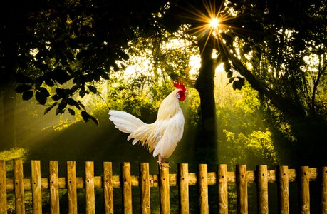 Bird outdoors wood