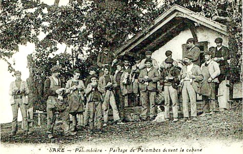 Sare Palombière - Partage de palombes devant la cabane