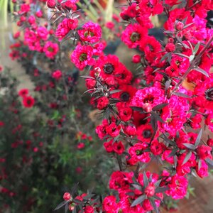 Erica flower nature