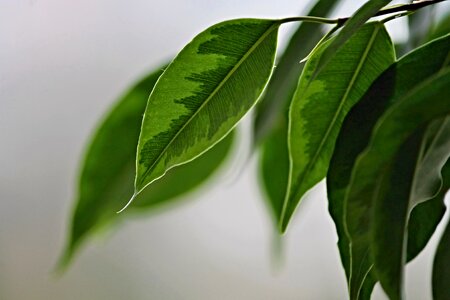 Green ficus benjamina plant
