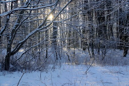 Forest tree landscape photo