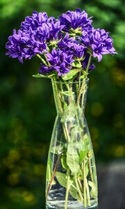Fresh nature plant