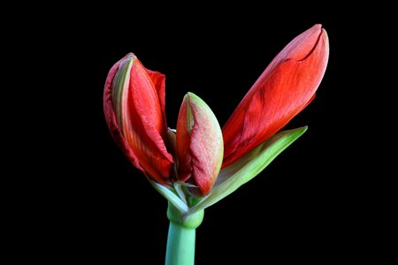 Bloom nature plant