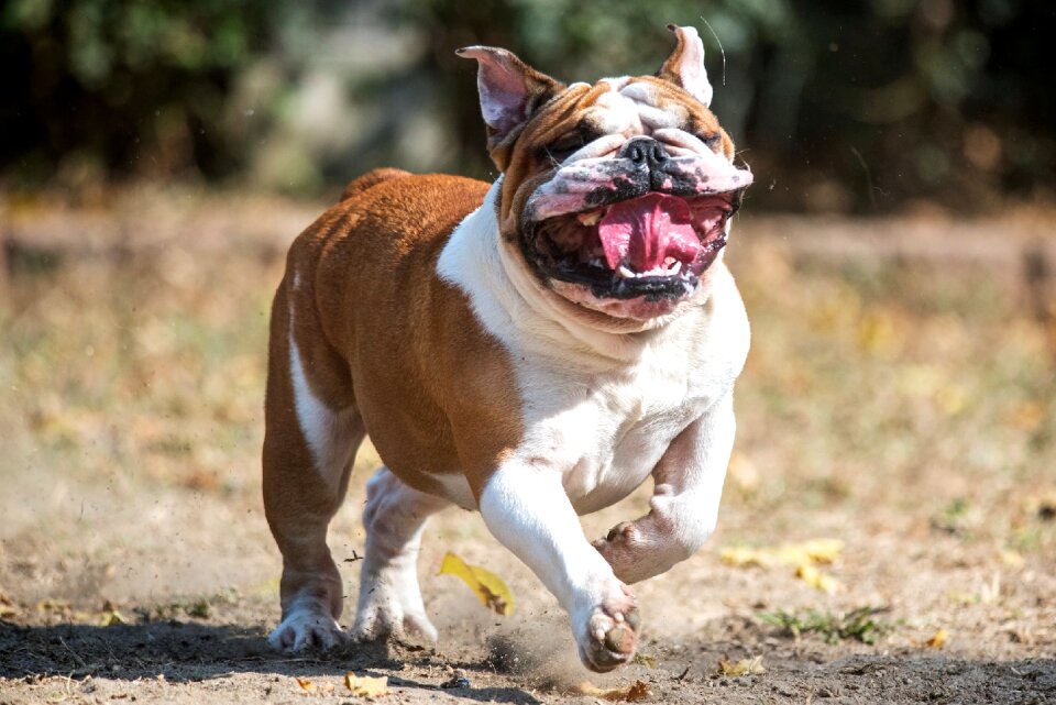 Dog english bulldog