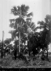 Satta palmsvegetation på slätten på vägen till s-te Marie. S-te Marie de M. Madagaskar - SMVK - 021763 photo