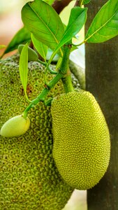 Jack fruit jakfruit green photo