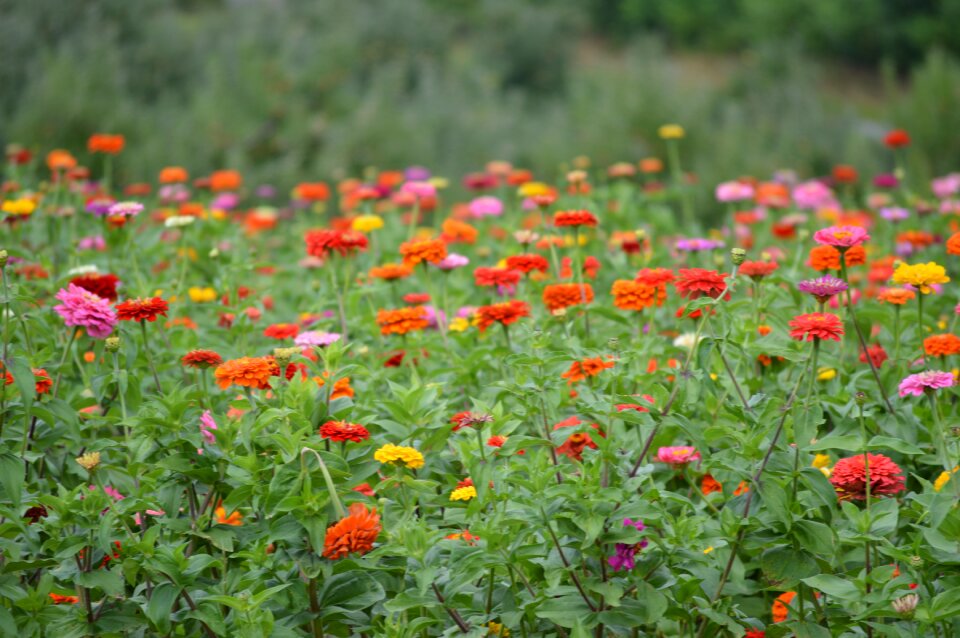 Garden plants beautiful