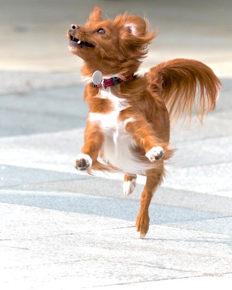 Animal happy fun