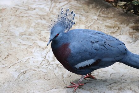 Large pigeon bird animal photo