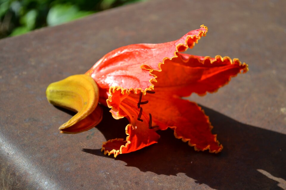 Bright madeira orange red