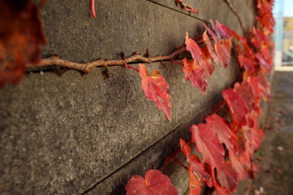 Fence the vine wall photo