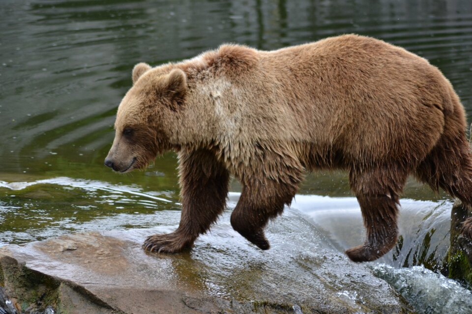 Canada zoo predator