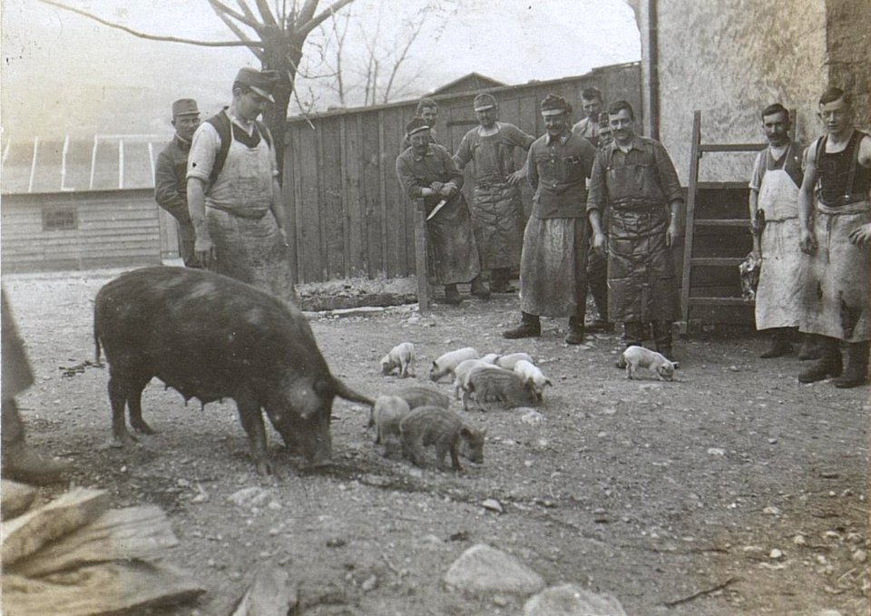 Schweinezucht der Feldselcherei in Haidenschaft (BildID 15596839)
