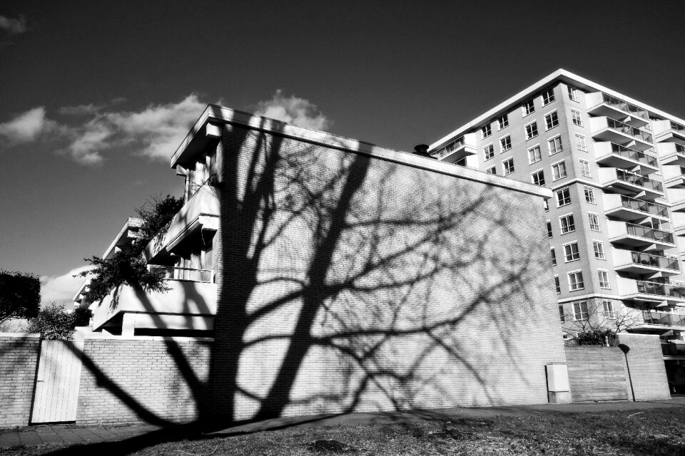 Tree shadow apartment block sunshine