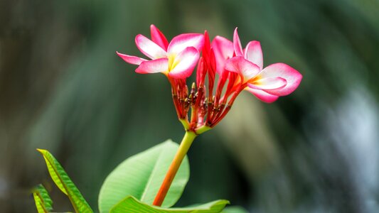 Frangipani red white photo