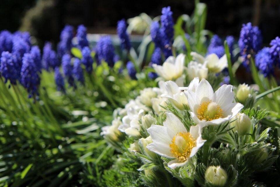 Spring white flowers flowering