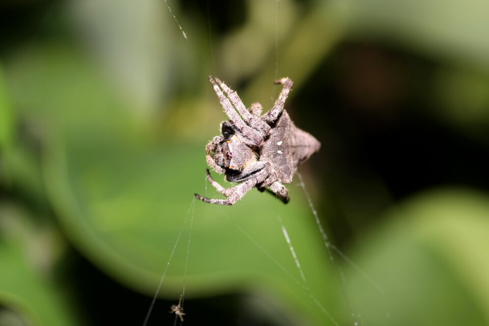 Spider ecology natural