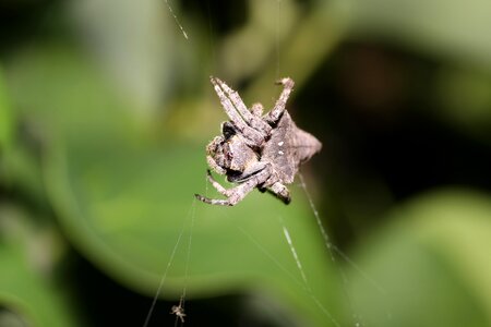 Spider ecology natural