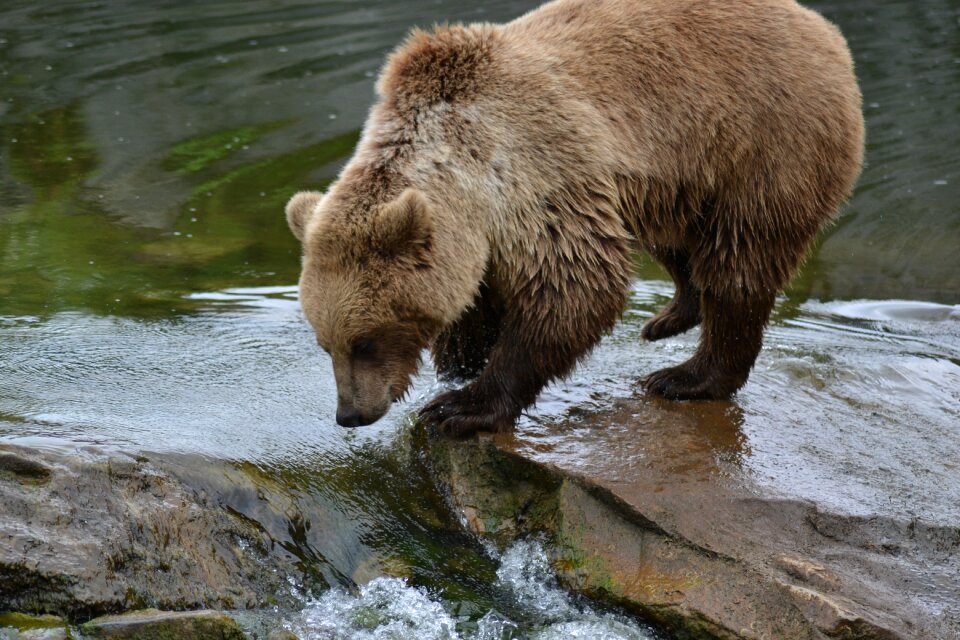 Nature animal zoo
