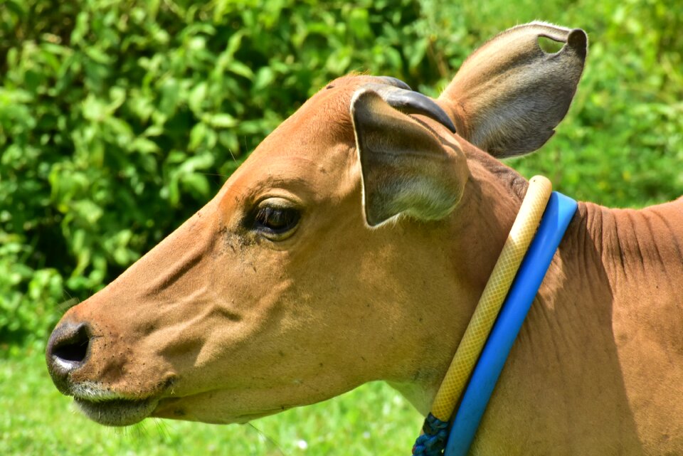 Head nature mammal