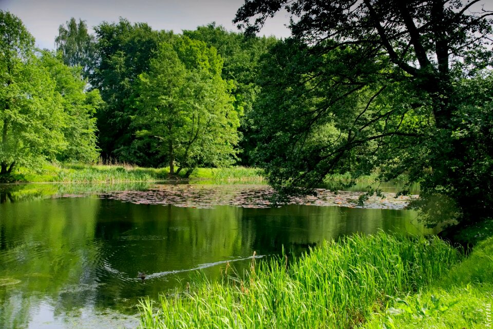 Lake forest nature