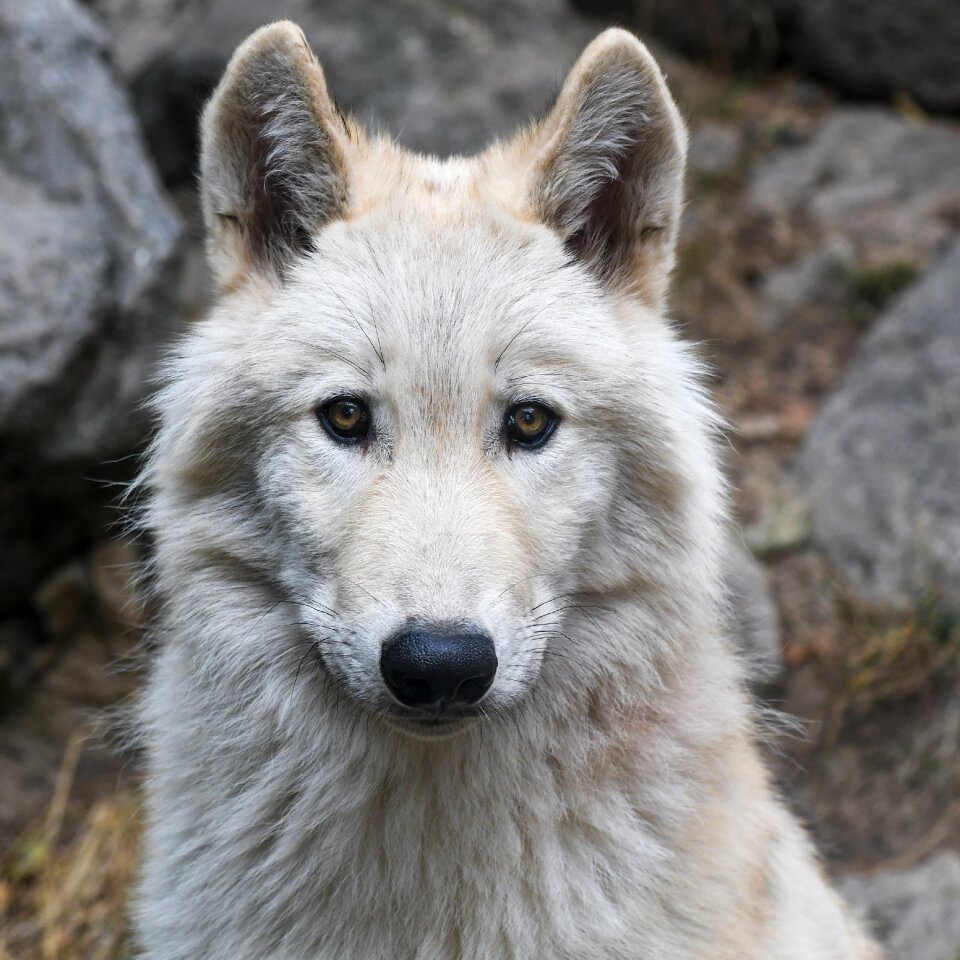 Predator head wild animal